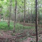 ขายที่สวนป่าไม้มีค่า อายุ 13 ปี มีโฉนด เนื้อที่ 13 ไร่ ตรงข้ามสนามกอฟท์ วูซุง จอมบึง ราชบุรี