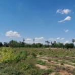 ขายที่ดิน ดอนเจดีย์ สุพรรณบุรี มีสวนยูคาลิปตัส เนื้อที่ 8 ไร่ ทำเลดี อยู่ในแหล่งชุมชน